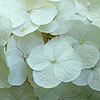 Hydrangea quercifolia