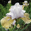 Iris - Eleanor Claire