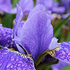 Iris sibirica - Silver Edge