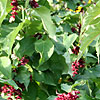 Leycesteria formosa - Purple Rain - Leycesteria, Himalayan Honeysucke