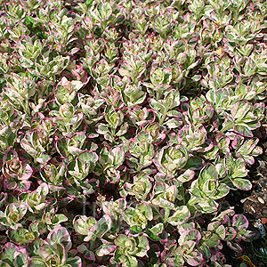 Lysimachia punctata - 'Alexander' (Loosestrife)