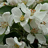 Malus robusta - Red Sentinel - Crab Apple, Malus