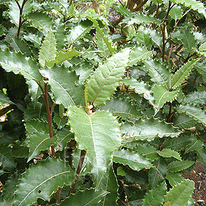 Olearia macrodonta (New Zealand Holly)
