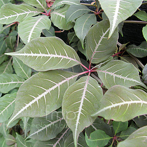 Parthenocissus henryana (Chinese Virginia Creeper, Parthenocissus)