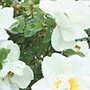 Rosa - Nevada - Shrub rose