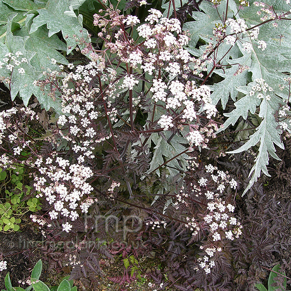Big Photo of Anthriscus Sylvestris