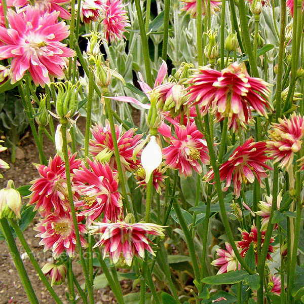 Big Photo of Aquilegia Vulgaris