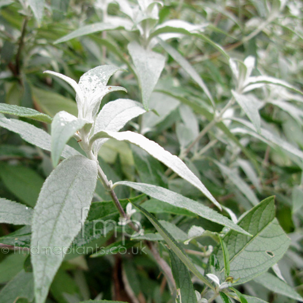 Big Photo of Buddleja Davidii, Leaf Close-up