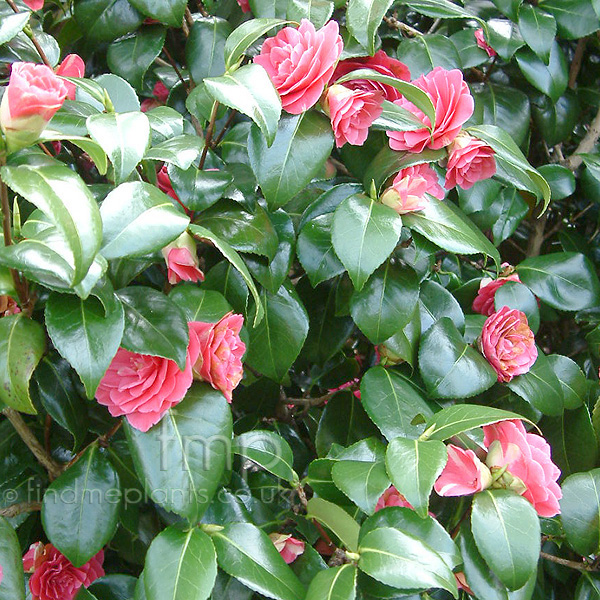 Big Photo of Camellia Japonica