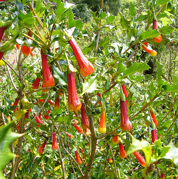 Big Photo of Desfontiania Spinosa