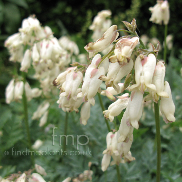 Big Photo of Dicentra , Flower Close-up