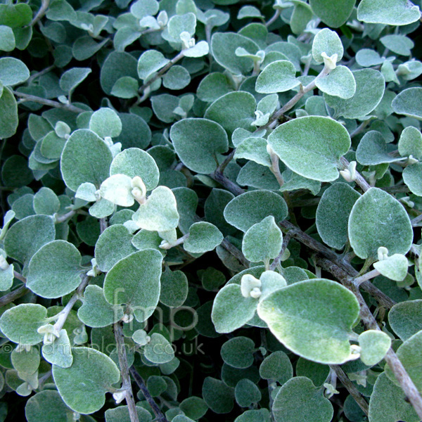 Big Photo of Helichrysum Petiolare