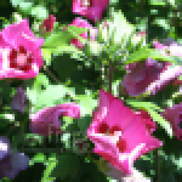 Big Photo of Hibiscus Syriacus