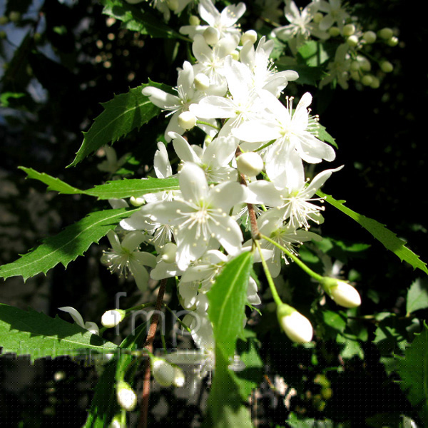 Big Photo of Hoheria Angustifolia