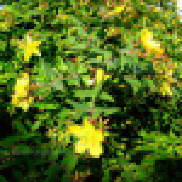 Big Photo of Hypericum Triquetrifolium