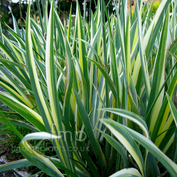 Big Photo of Iris Pallida