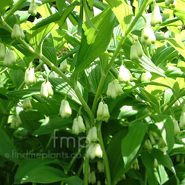 Big Photo of Convallaria Majalis