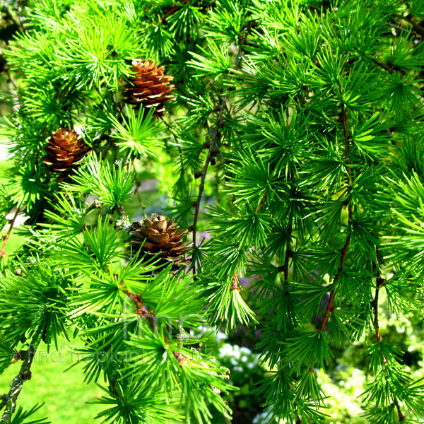 Big Photo of Larix Decidua