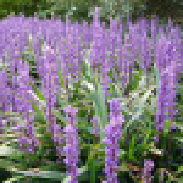 Big Photo of Liriope Platyphyllus