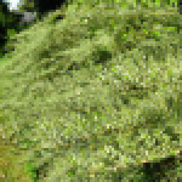 Big Photo of Lonicera Nitida