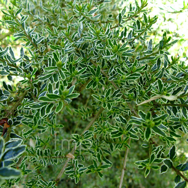 Big Photo of Lonicera Nitida, Leaf Close-up