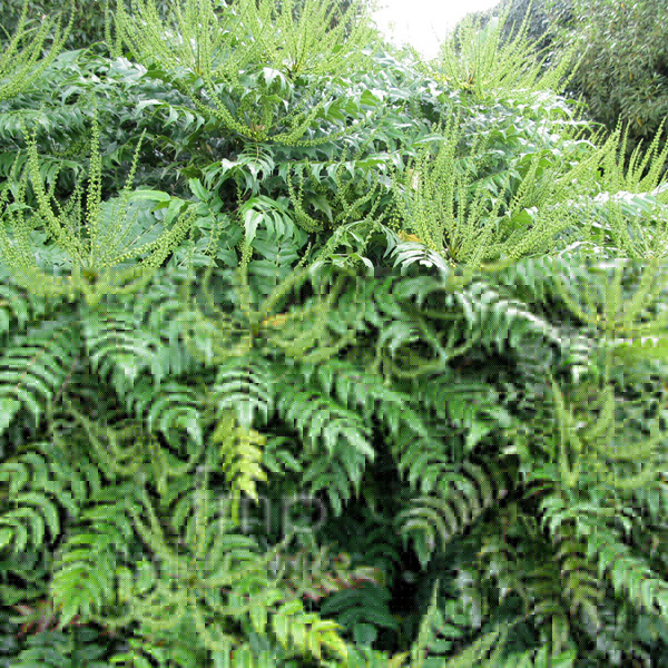 Big Photo of Mahonia X Media