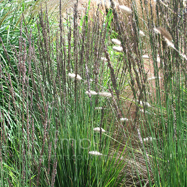 Big Photo of Molinia Caerulea
