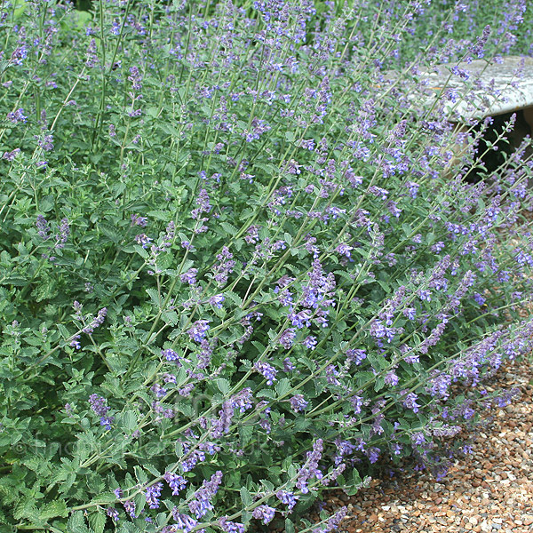 Big Photo of Nepeta X Faassenii