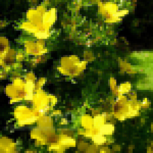 Big Photo of Potentilla Parvifolia, Flower Close-up