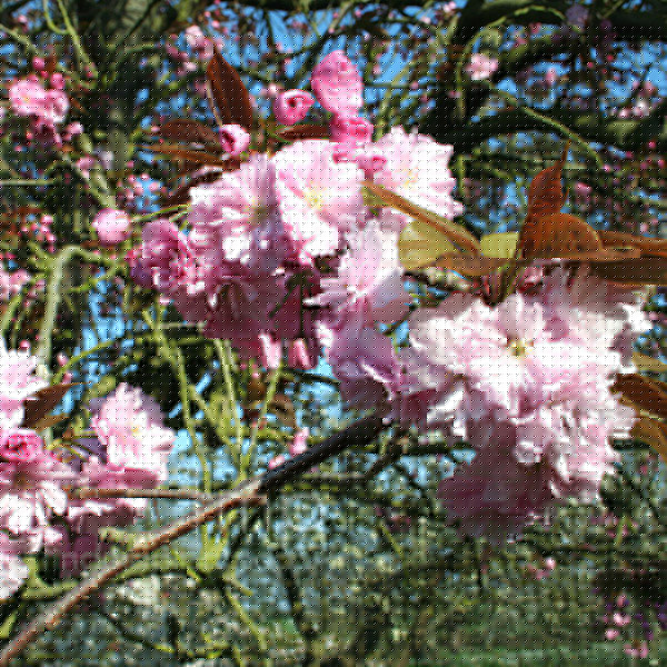Big Photo of Prunus Serrulata