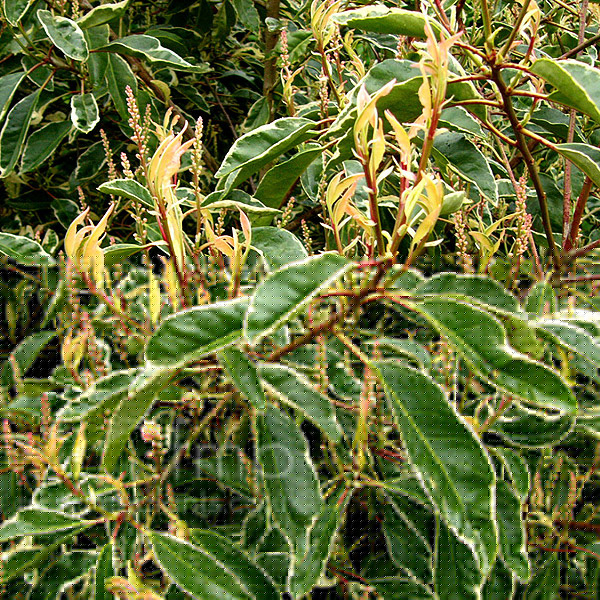 Big Photo of Prunus Lusitanica