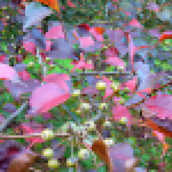 Big Photo of Pyrus Calleyana
