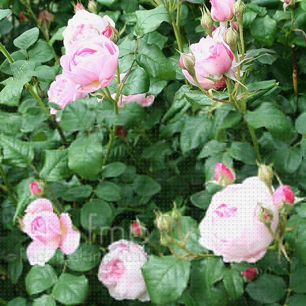 Big Photo of Rosa 