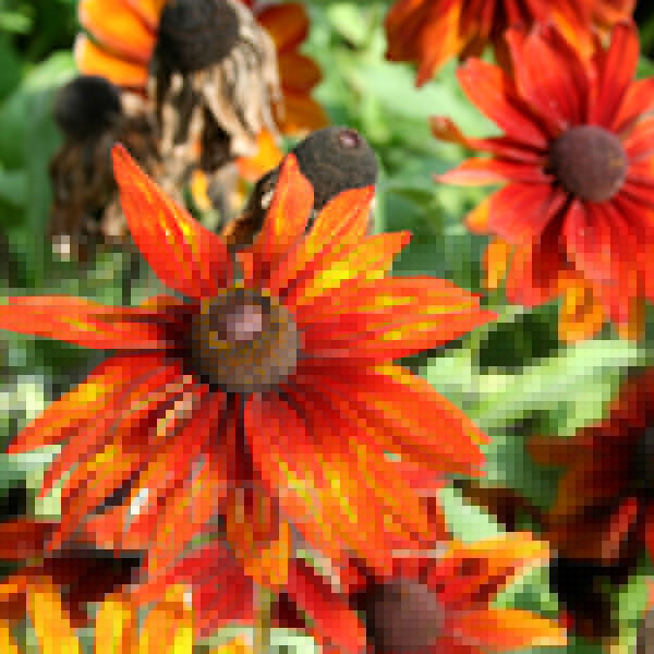 Big Photo of Rudbeckia Hirta
