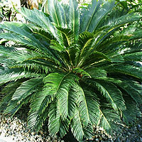 Cycas revoluta (Japanese Sago Palm, Cycas)