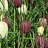 Fritillaria meleagris - Snakes head fritillary