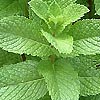 Mentha piperita - Peppermint, Mentha