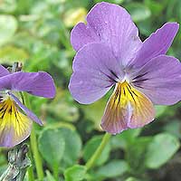 Viola - 'Ardross Gem' (Violet)