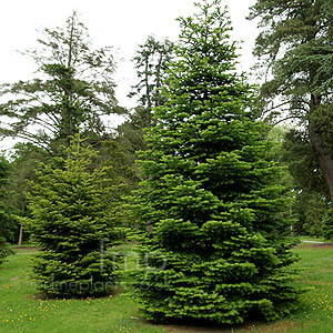 Abies cephalonica