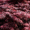 Acer palmatum - Garneti