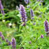 Agastache foeniculum - Anise Hyssop