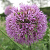 Allium hollandicum - Purple Sensation - Allium, Ornamental Onion