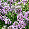 Allium nutans - Superbum - Siberian Chive, Allium