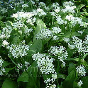 Allium ursinum (Wild Garlic, Allium)