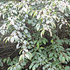 Amelanchier alnifolia - Amelanchier