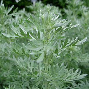 Artemisia absinthium - 'Lambrook Silver' (Mugwort, Artemisia)
