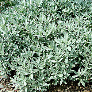 Artemisia ludoviciana - Silver Queen (Artemisia)