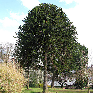 Araucaria arucana (Monkey Puzzle Tree)
