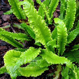 Asplenium scolopendrium - 'Marginatum Group'