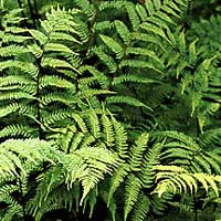 Athyrium filix - femina (Lady Fern)
